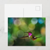 Mooie Hummingbird Briefkaart (Voorkant / Achterkant)