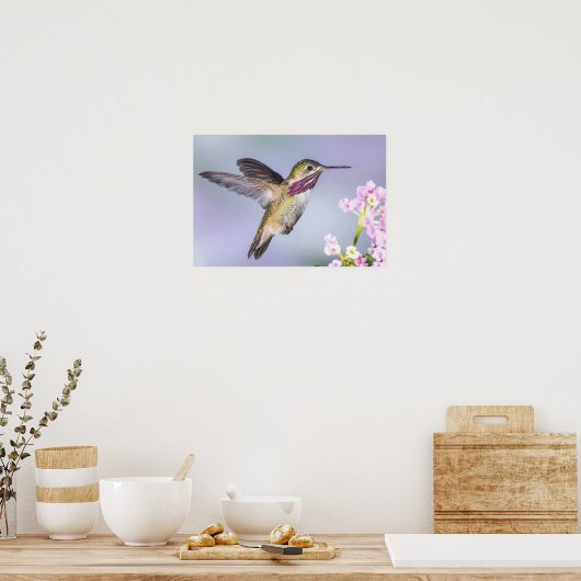 Mooie Hummingbird vliegend in Paars en roze Poster (Keuken)