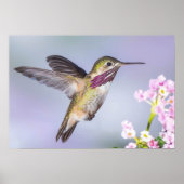 Mooie Hummingbird vliegend in Paars en roze Poster (Voorkant)