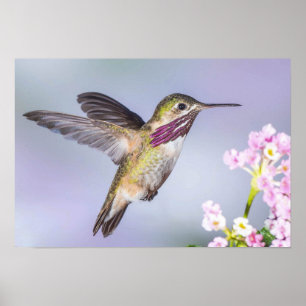 Mooie Hummingbird vliegend in Paars en roze Poster