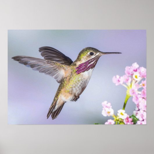 Mooie Hummingbird vliegend in Paars en roze Poster (Voorkant)
