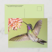 Mooie Hummingbird vliegt naar een ventilator Briefkaart (Voorkant / Achterkant)