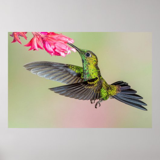 Mooie Hummingbird vliegt naar een ventilator Poster (Voorkant)