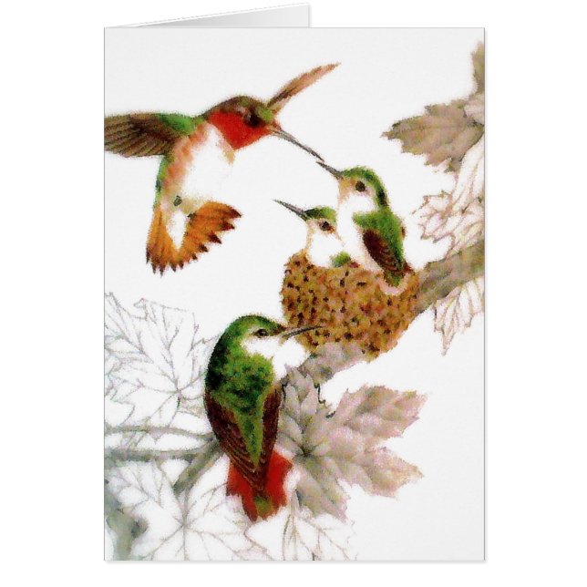 Mooie Hummingvogels Foto (Voorkant)