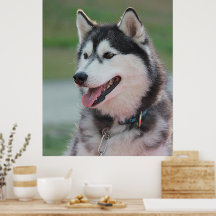Mooie Husky Art Print sledehond