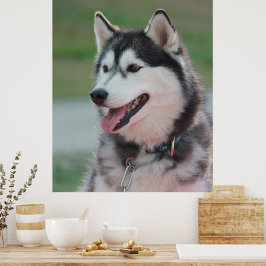 Mooie Husky Art Print sledehond