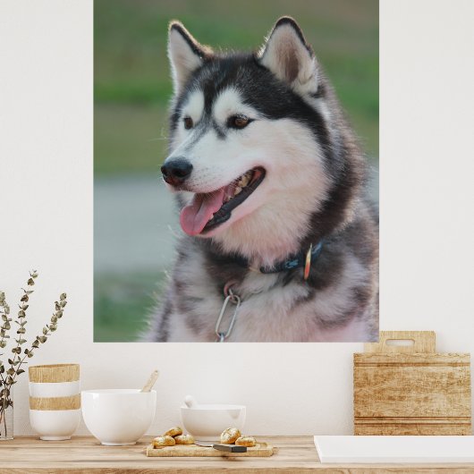 Mooie Husky Art Print sledehond (Keuken)