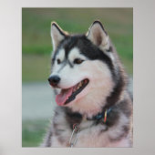 Mooie Husky Art Print sledehond (Voorkant)