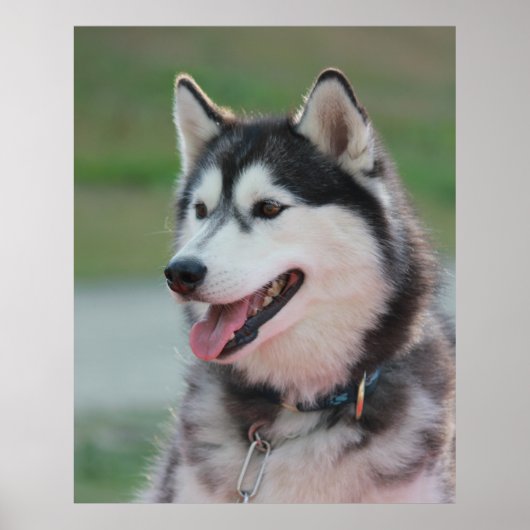 Mooie Husky Art Print sledehond (Voorkant)