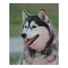 Mooie Husky Art Print sledehond Perfect Poster