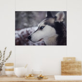 Mooie husky close-up print sledehond (Keuken)