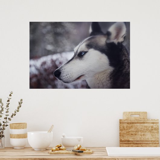 Mooie husky close-up print sledehond (Keuken)