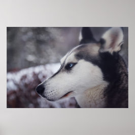 Mooie husky close-up print sledehond