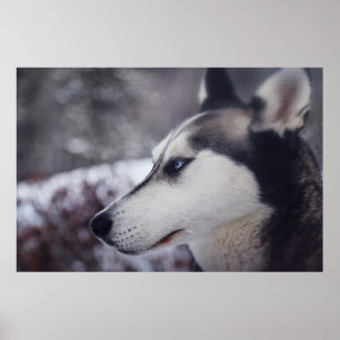 Mooie husky close-up print sledehond