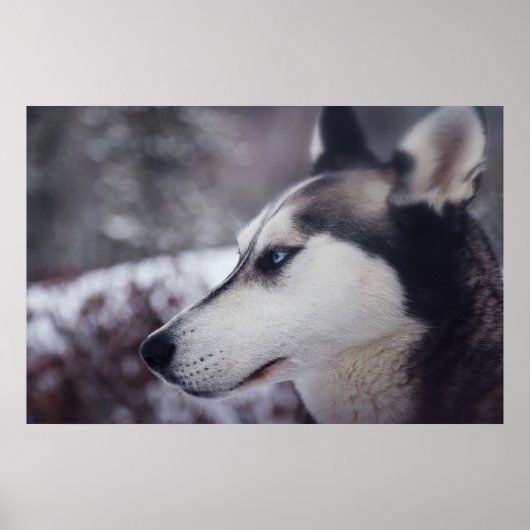 Mooie husky close-up print sledehond (Voorkant)