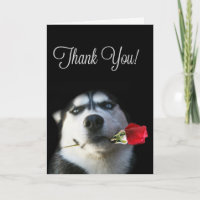 Mooie Husky Dog Dank je wel