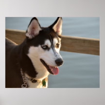 Mooie husky fotografie slee hond