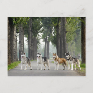 Mooie Husky-honden op een Natuur spoor Briefkaart