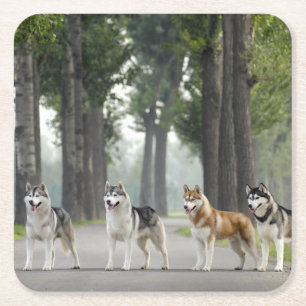 Mooie Husky-honden op een Natuur spoor Kartonnen Onderzetters