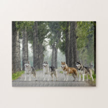 Mooie Husky-honden op een Natuur spoor