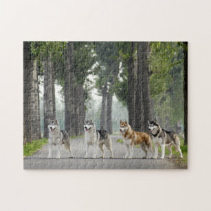 Mooie Husky-honden op een Natuur spoor Legpuzzel