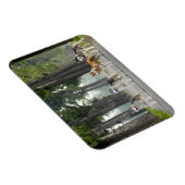 Mooie Husky-honden op een Natuur spoor Magneet (Rechterzijde)