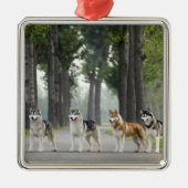 Mooie Husky-honden op een Natuur spoor Metalen Ornament (Voorkant)