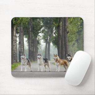 Mooie Husky-honden op een Natuur spoor Muismat