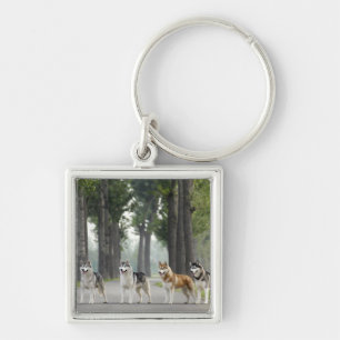 Mooie Husky-honden op een Natuur spoor Sleutelhanger