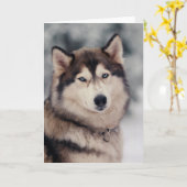 Mooie Husky in de buitenlucht Kaart (Gele Bloem)