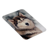 Mooie Husky in de buitenlucht Magneet (Rechterzijde)