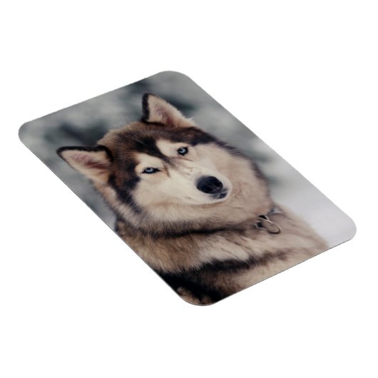 Mooie Husky in de buitenlucht Magneet (Rechterzijde)