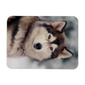 Mooie Husky in de buitenlucht Magneet (Horizontaal)