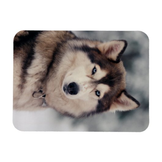 Mooie Husky in de buitenlucht Magneet (Horizontaal)