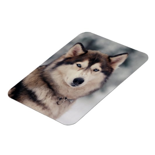 Mooie Husky in de buitenlucht Magneet (Linkerzijde)