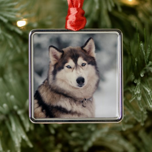 Mooie Husky in de buitenlucht Metalen Ornament (Boom)
