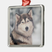 Mooie Husky in de buitenlucht Metalen Ornament (Links)
