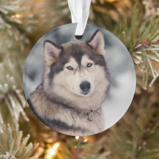 Mooie Husky in de buitenlucht Ornament (Boom)