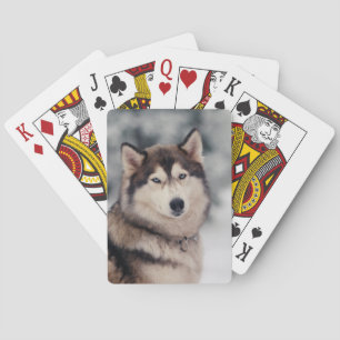 Mooie Husky in de buitenlucht Pokerkaarten
