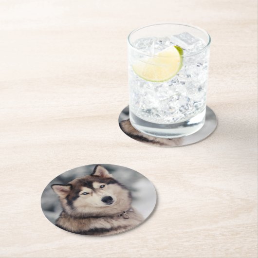 Mooie Husky in de buitenlucht Ronde Kartonnen Onderzetter (Insitu)