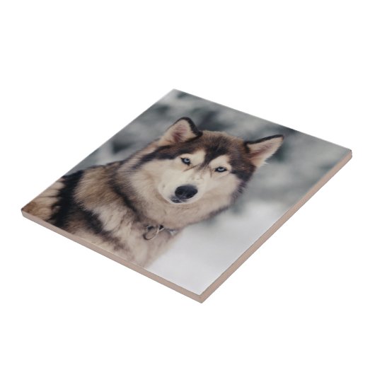 Mooie Husky in de buitenlucht Tegeltje (Zijkant)