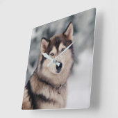 Mooie Husky in de buitenlucht Vierkante Klok (Hoek)