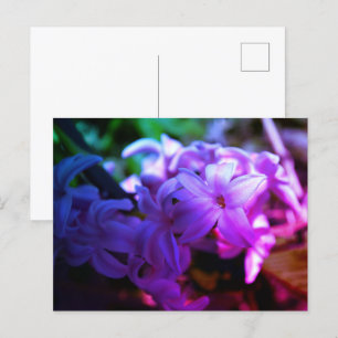Mooie Hyacint (Hyacinthus) Bloem Briefkaart
