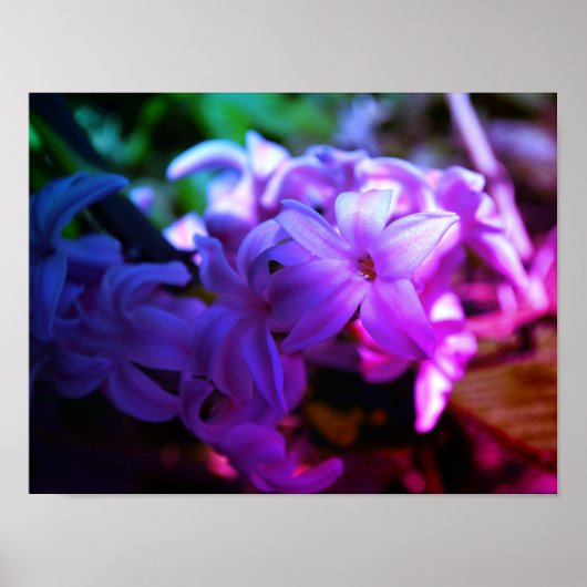 Mooie Hyacint (Hyacinthus) Bloem Poster (Voorkant)