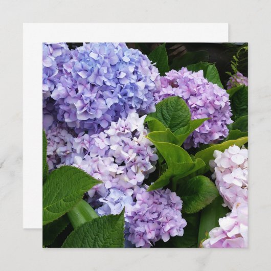 Mooie Hydrangeas Note Card (Voorkant / Achterkant)