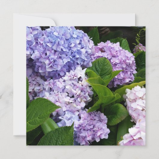 Mooie Hydrangeas Note Card (Voorkant)