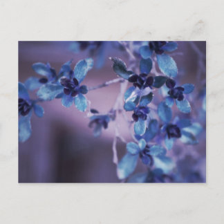 Mooie in Paars Briefkaart