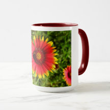 Mooie Indiase Blanket Flower