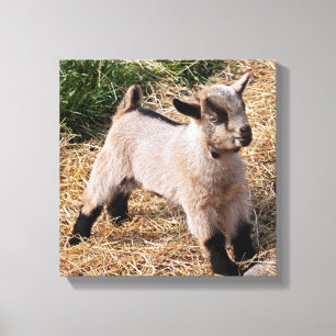 Mooie Ingepakte Kid Canvasprint Canvas Afdruk