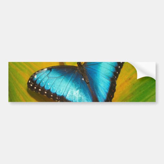 Mooie Iridescent Butterfly Bumpersticker (Voorkant)